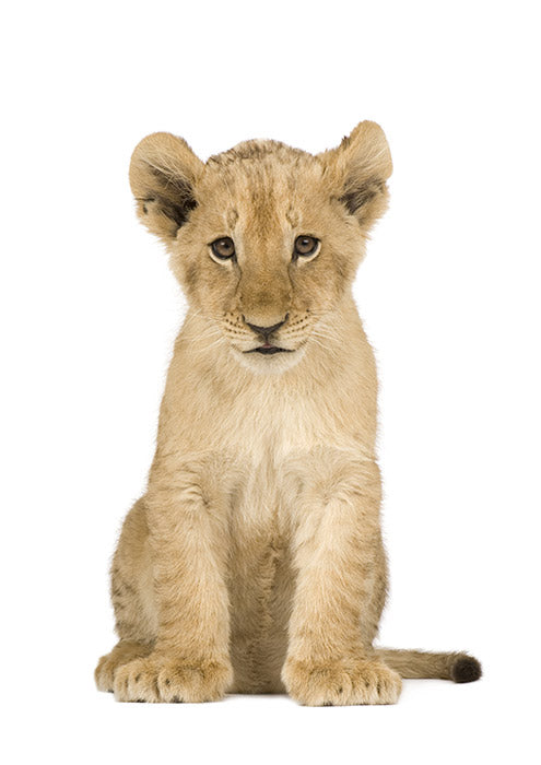 Cub