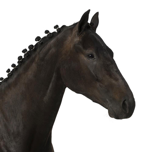 Dressage Dark