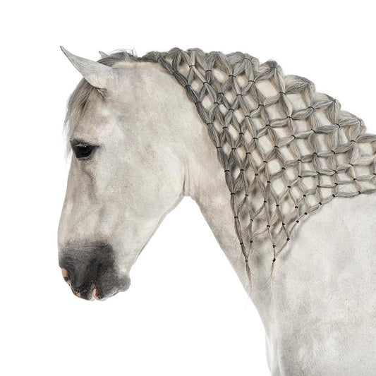 Dressage Light