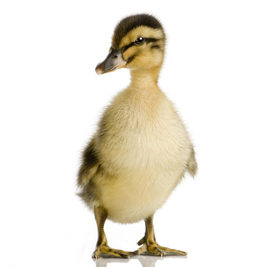 Ducky