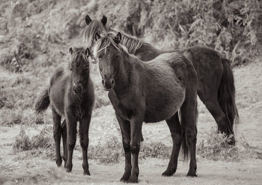 Dartmoor Ponies III