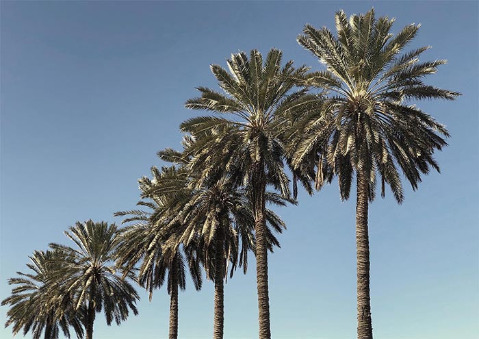 Descending Palms