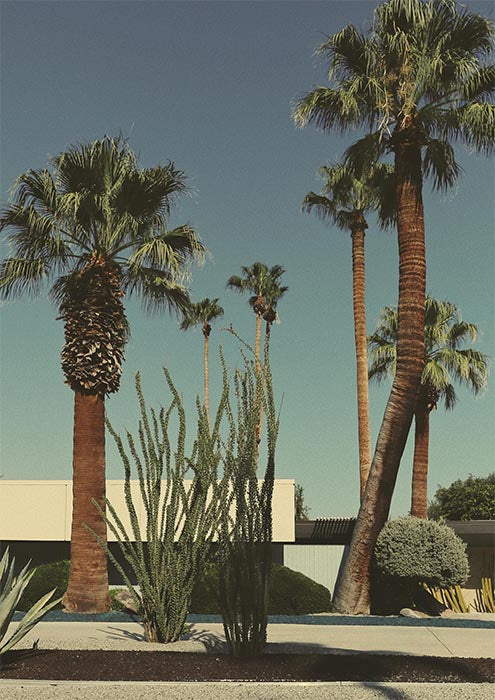 Desert Palm Garden
