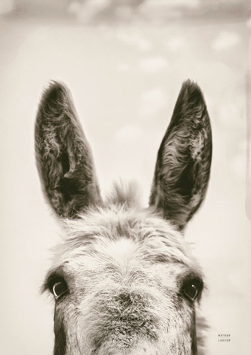 Downward Facing Donkey