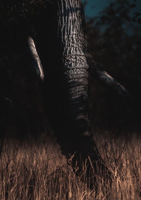 Elephant Trunk in Shadow