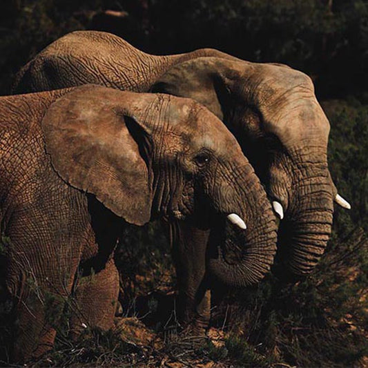 Elephants Female and Male