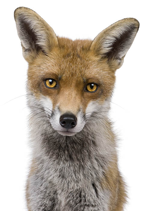 Fox