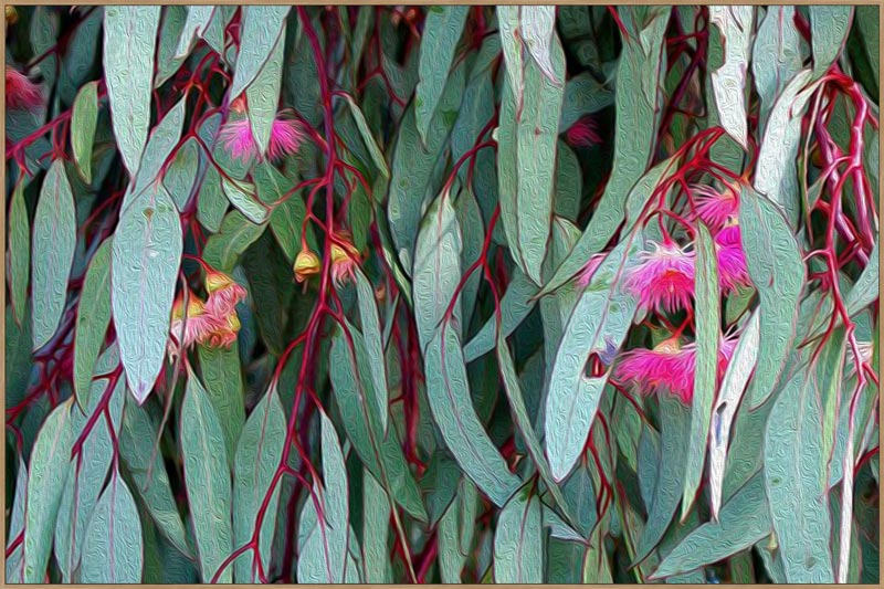 FLOWERING GUM