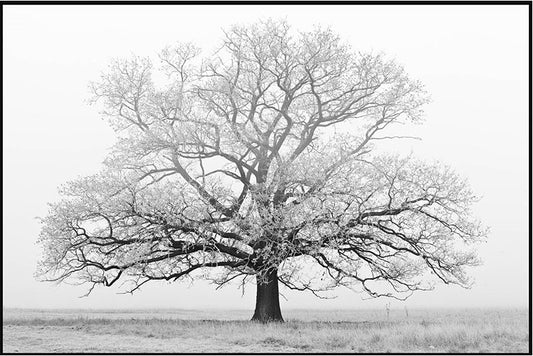 Grand Tree