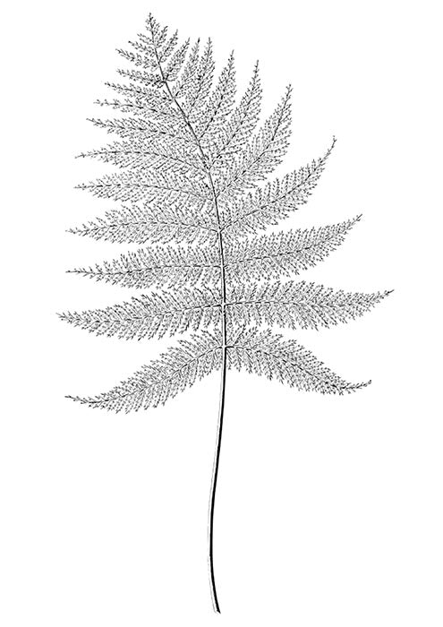 Fern Plant 2