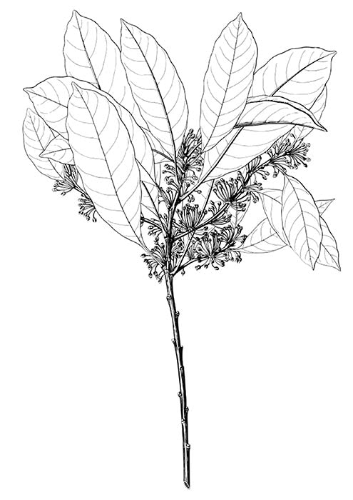 Fern Plant 3