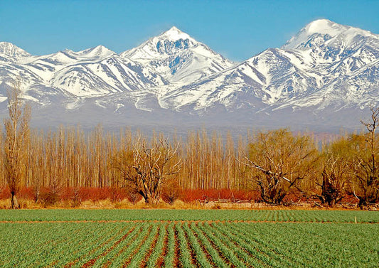 Green Fields