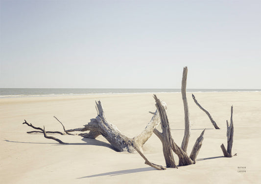 Georgia Driftwood I