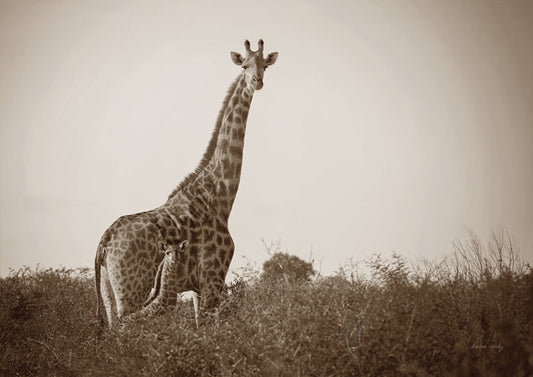 Giraffe and Baby Sepia