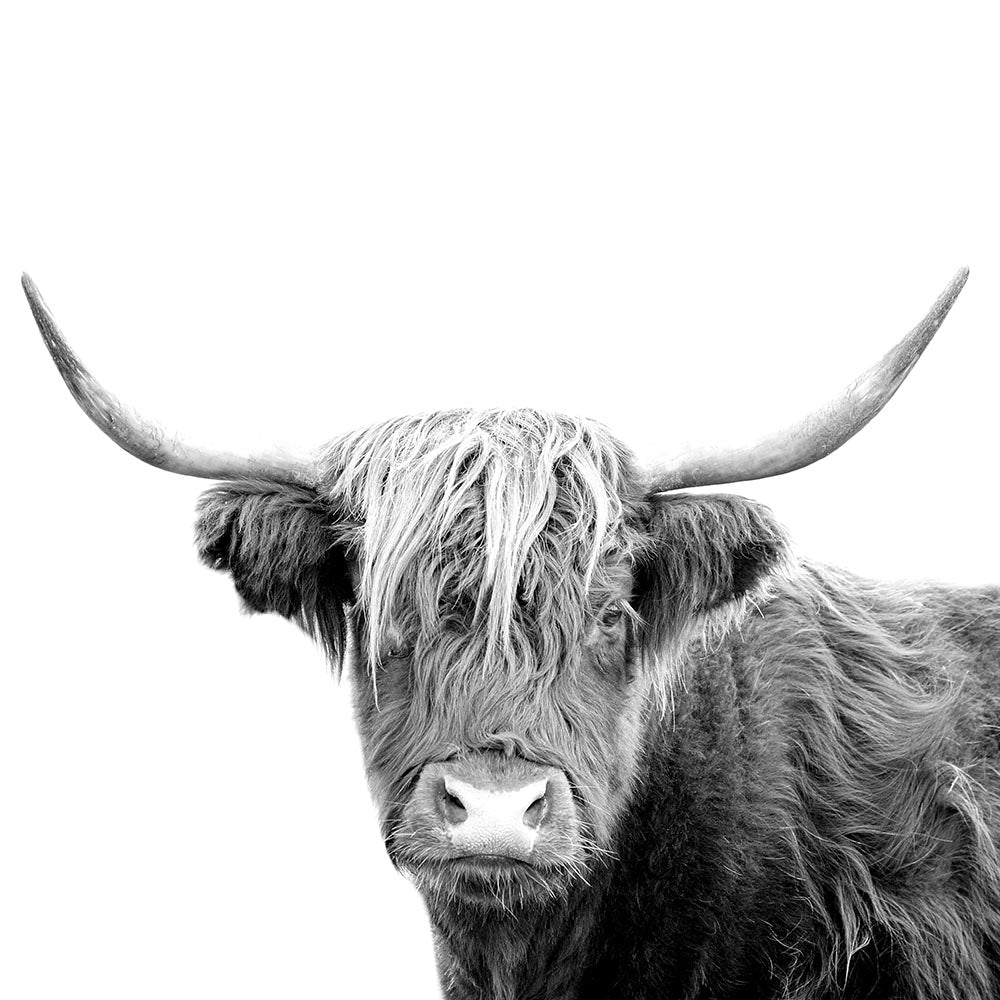 Highland Cow 1