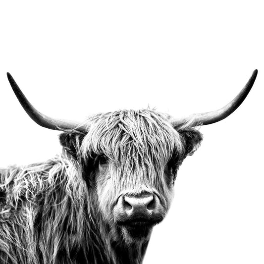Highland Cow 2