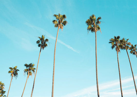 Hollywood Boulevard
