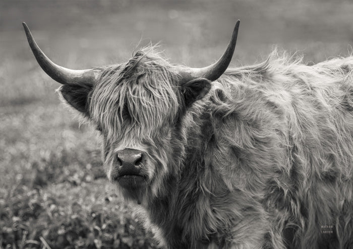 Highland Cow Spring