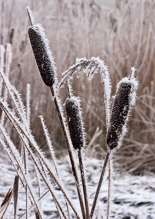 Icy Marsh A