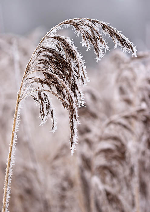 Icy Marsh B