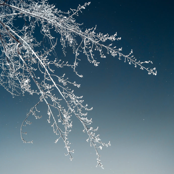 Tree Silhouette I White on Light Blue