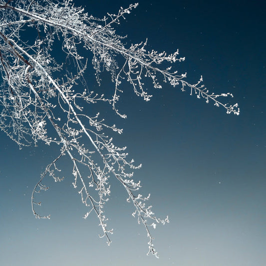 Tree Silhouette I White on Light Blue