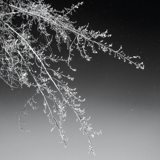 Tree Silhouette I White on Medium Gray