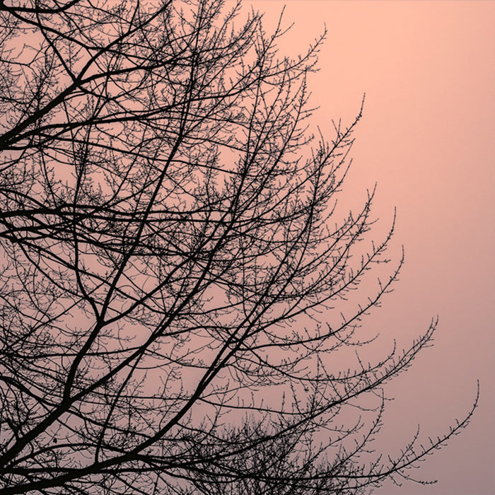 Tree Silhouette II Black on Pink