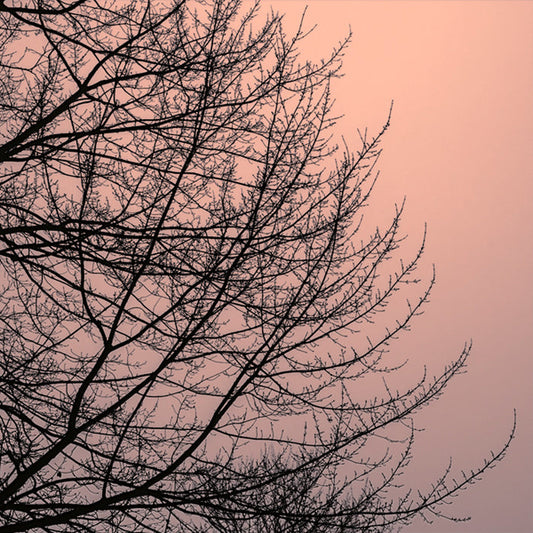Tree Silhouette II Black on Pink