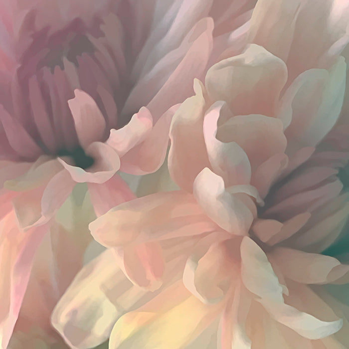 Chrysanthemum I