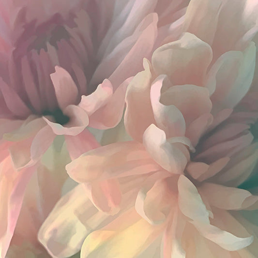 Chrysanthemum I