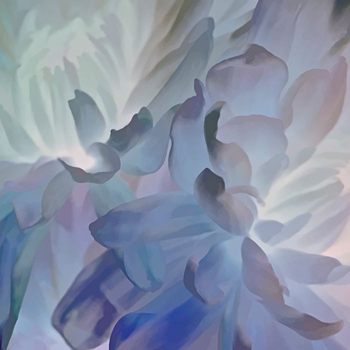 Chrysanthemum V