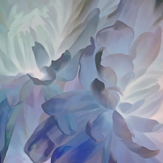 Chrysanthemum V