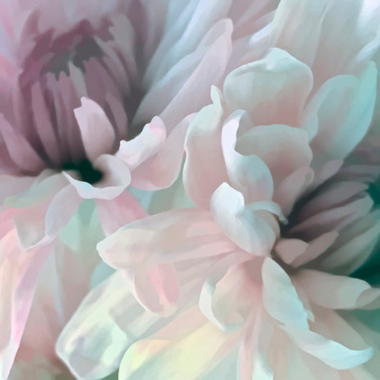 Chrysanthemum XI
