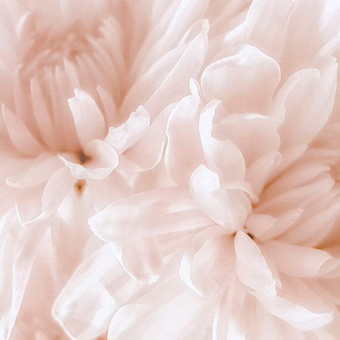 Chrysanthemum Pale Sepia I