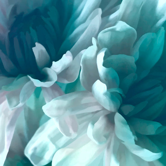 Chrysanthemum XIV