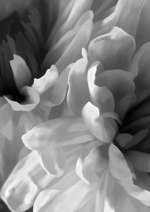 Chrysanthemum XVIII