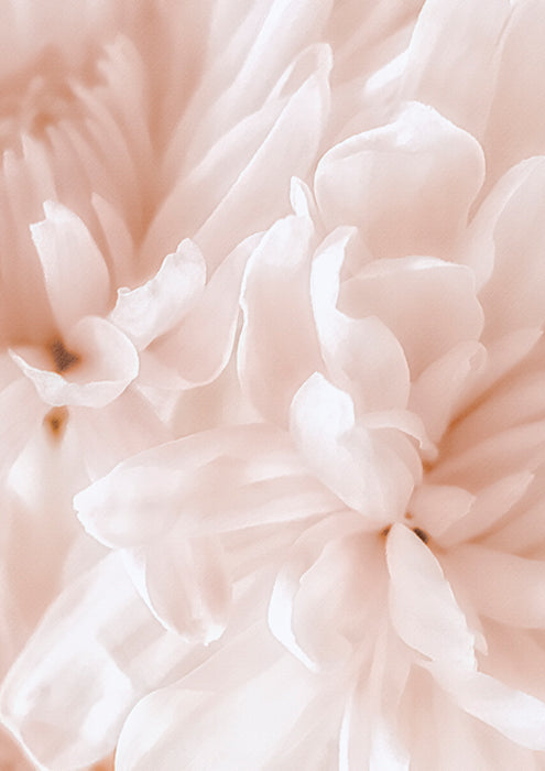 Chrysanthemum Pale Sepia II
