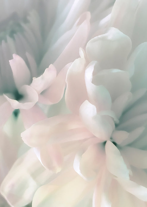 Chrysanthemum Pink and Cyan II