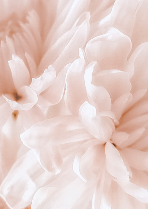 Peony Pale Sepia II