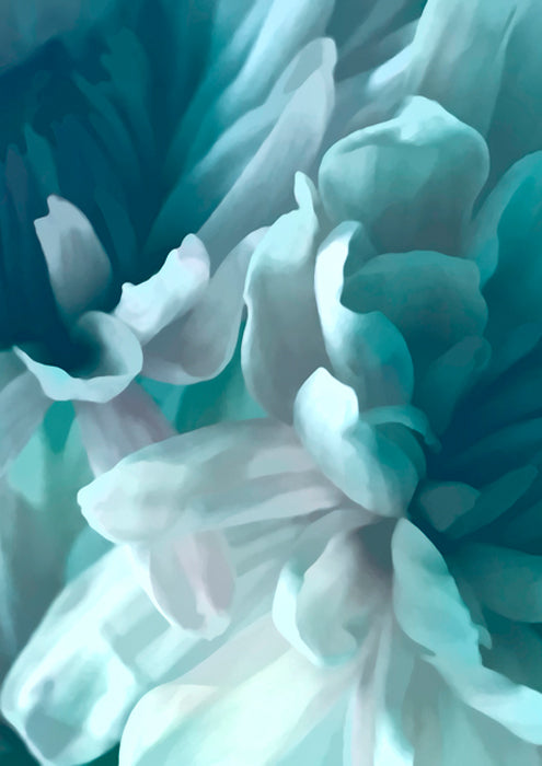 Chrysanthemum XV