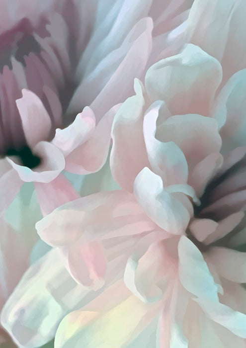 Chrysanthemum XII