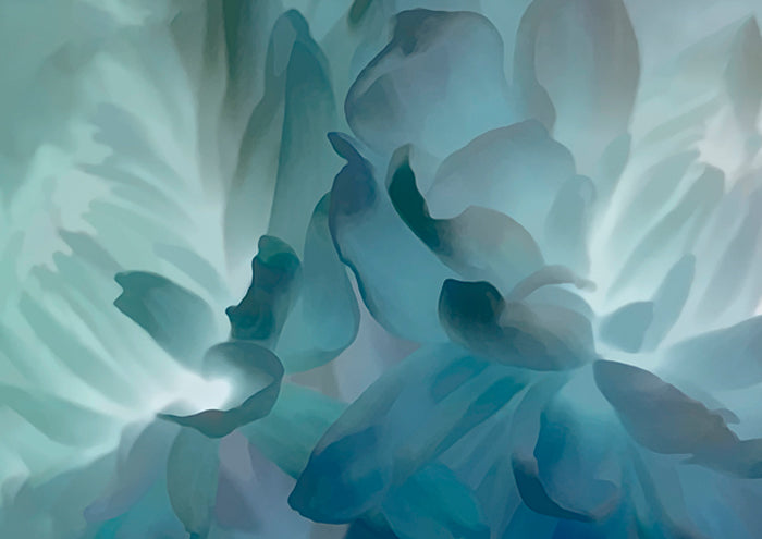 Chrysanthemum VIII