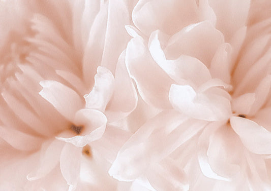 Chrysanthemum Pale Sepia III