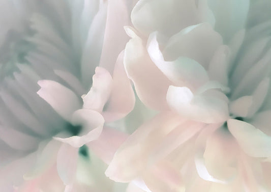 Chrysanthemum Pink and Cyan III
