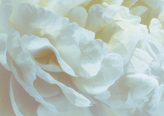 Peony Pale Yellow Blush III