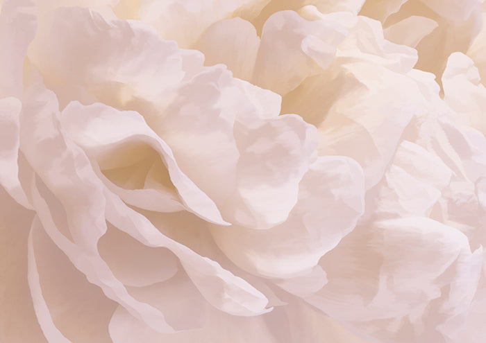Peony Peaches and Cream III