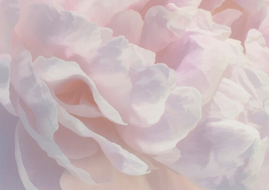 Peony Pink Blush III