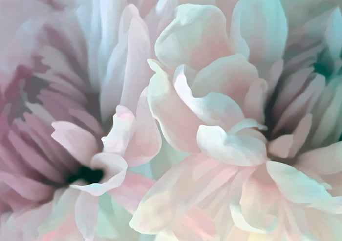 Chrysanthemum XIII