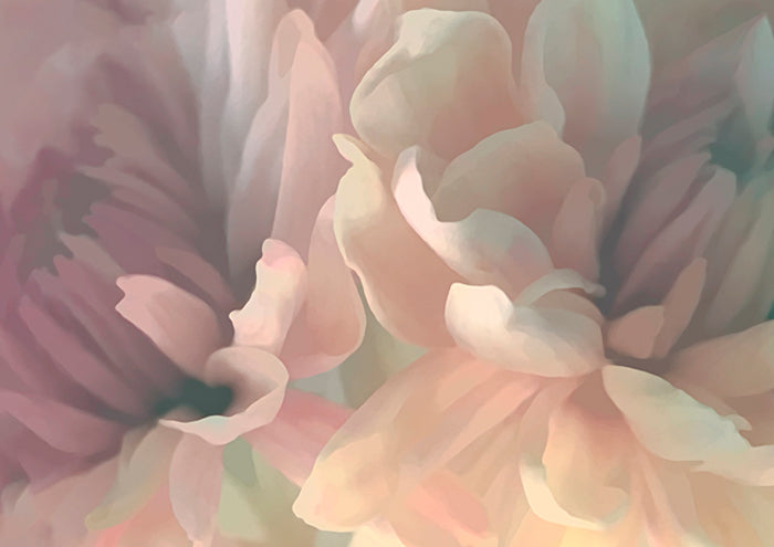 Chrysanthemum II